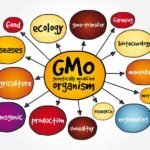 genetically-modified-organisms-are-a-hot-topic-ws