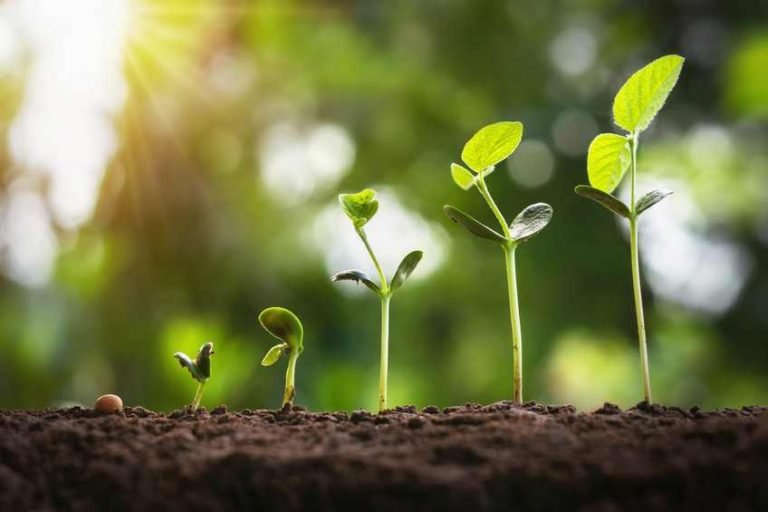 New Regulations Seek to Control the Sovereign World of Plants