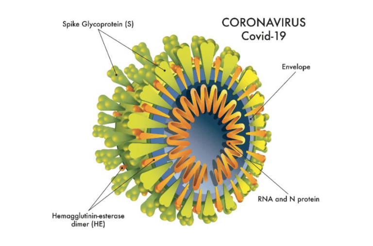 Detailed Investigation of Spike Protein Action Suggests Mechanisms for Adverse Effect Generation