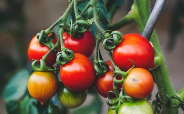 A Nation of Sheep Will Beget a Government of Wolves