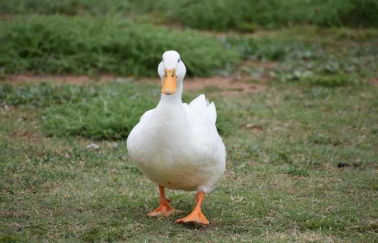 If It Walks Like a Duck and Quacks Like a Duck, It is a Duck
